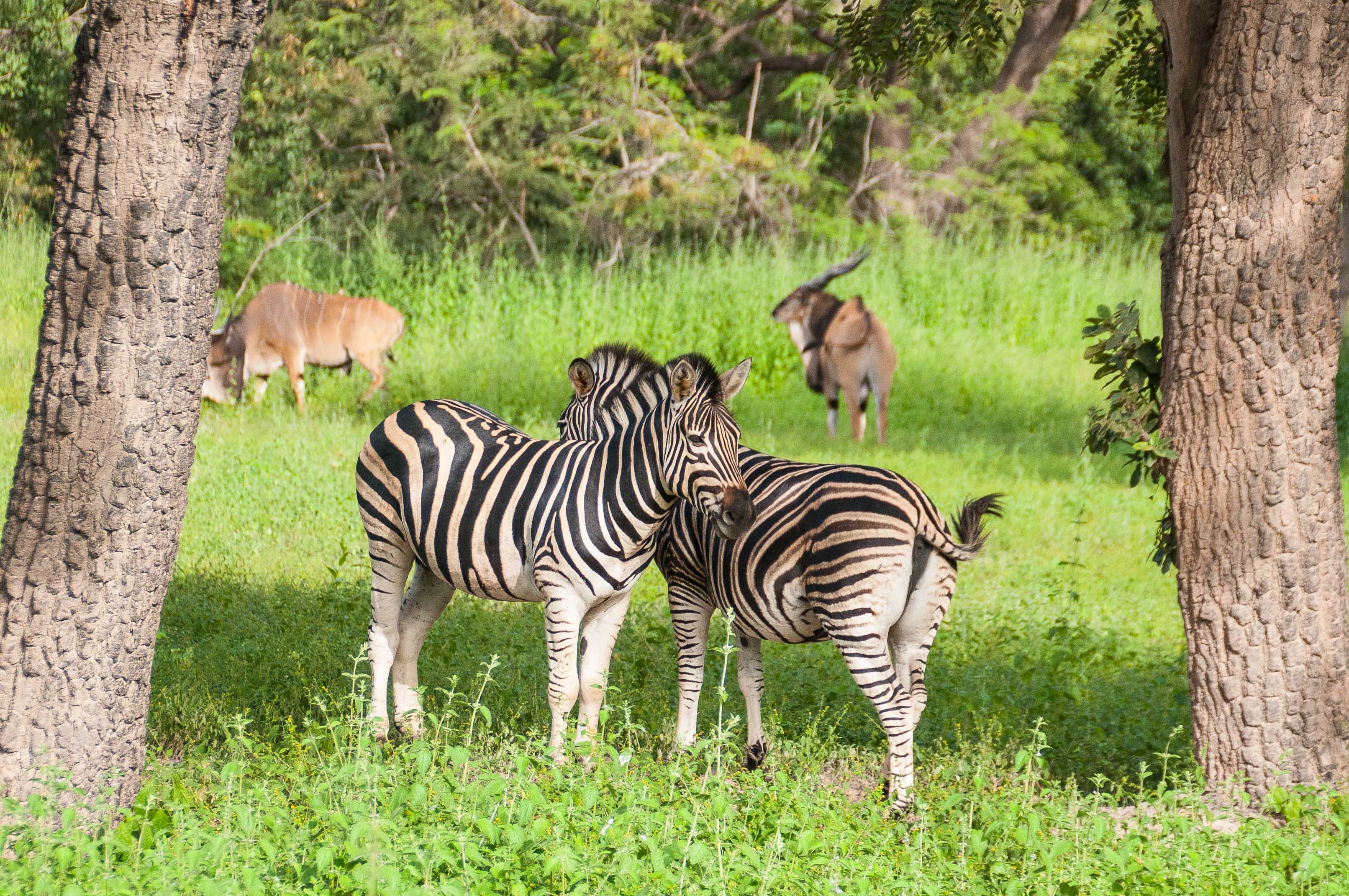 Zèbres de Burchell (Burchell's zebra, Equus quagga burchelli), Réserve de Fathala, Région de Fatick, Sénégal.